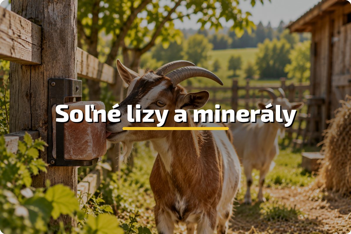 tile-hosp-lizy